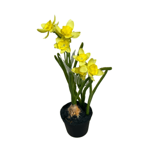 Gul Mini Narcissus